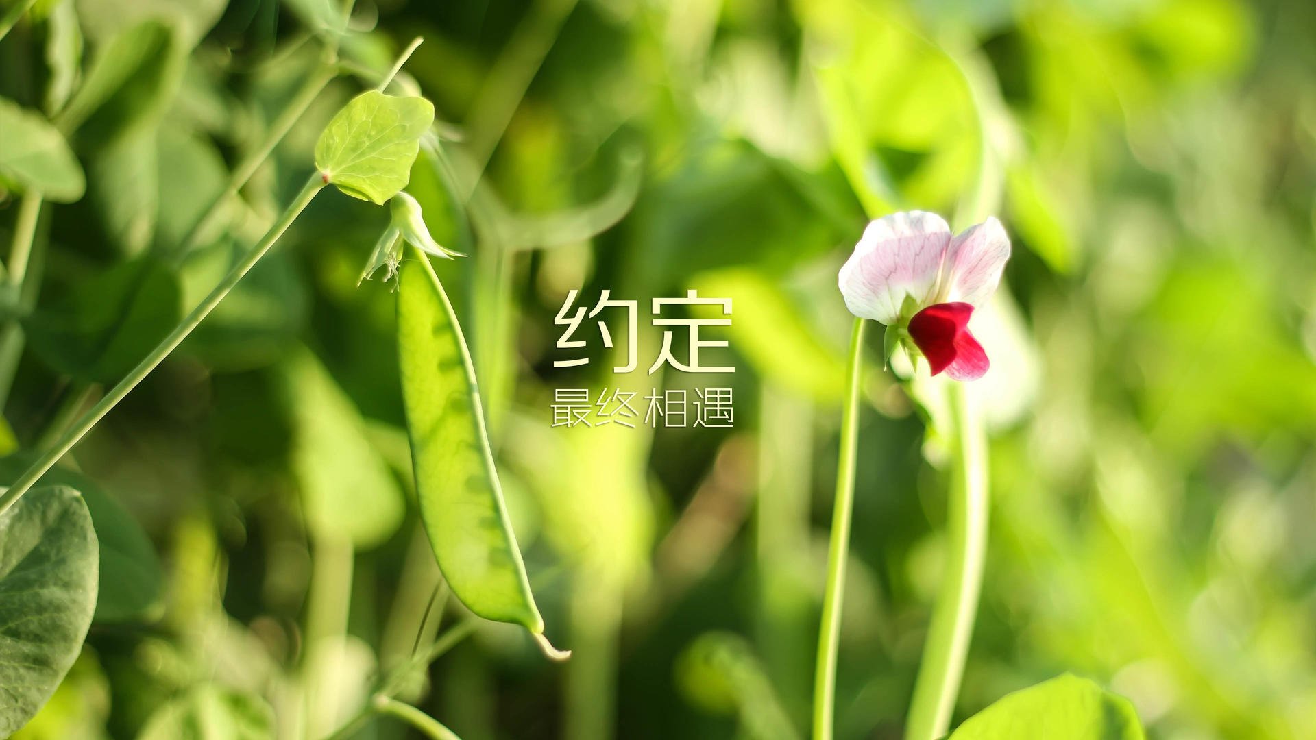 西班牙国家队击败波兰，欧洲杯小组晋级前景好，西班牙国家队欧洲杯战绩